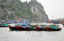 Hải Phòng, Quảng Ninh chủ động ứng phó bão số 1